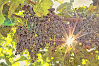 Grapes Of Compassion