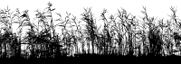 Detailed High Grass Silhouette