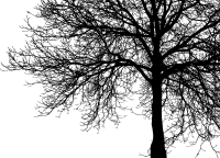 Corner Tree Silhouette