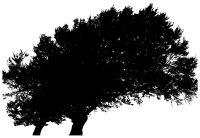 Arbor Fusion
