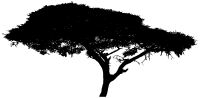 Acacia Tree Silhouette 2