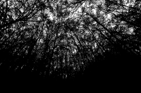 Gaian Arteries