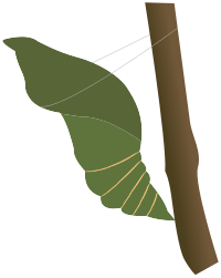 Cocoon