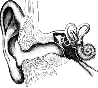 Ear Diagram