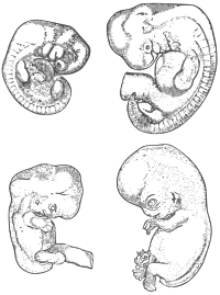 Embryo Stages