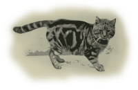 Vintage Cat