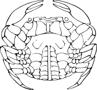 Crab circle