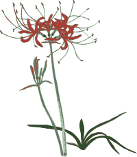 Red Spider Lilly