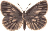 Brown Buttefly