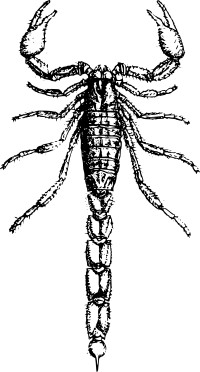 Basic scorpion