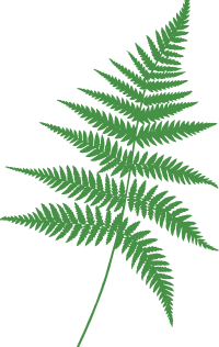 Green Fern Outline