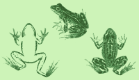 Three Frog Views