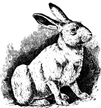 Simple Rabbit
