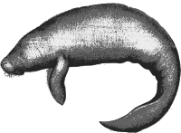 Manatee