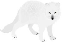 Arctic Fox