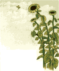 Sunflowers