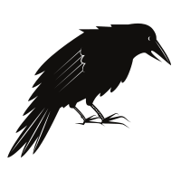 Black crow bird