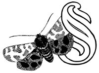 Drop Cap S - Butterfly