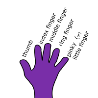 Finger Names - English