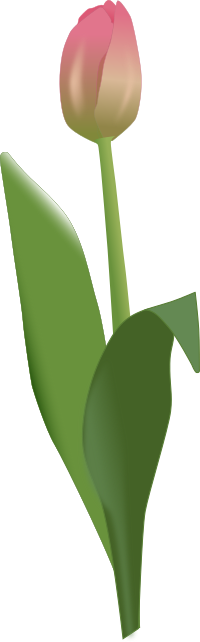 Tulip
