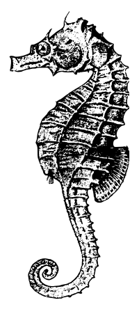 Seahorse (no square)
