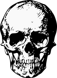 Skull