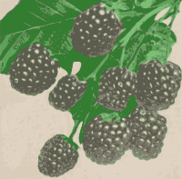 Blackberries