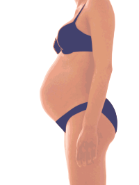 Pregnant Lady Torso