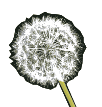 Blown on this Dandelion