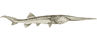 Chinese paddlefish