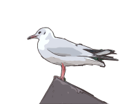 Seagull standing