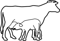 Cow and calf