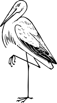 Stork