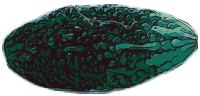 Bitter Melon