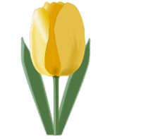 Tulip