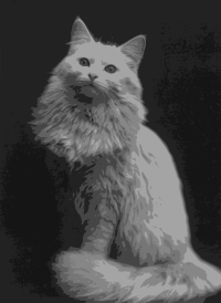 Black and White Cat