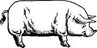 Pig Drawing Clipart