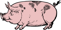 Pink Pig