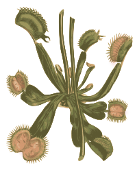Venus Fly Trap - Colout