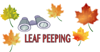 Leaf Peeping