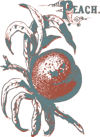 Retro Peach