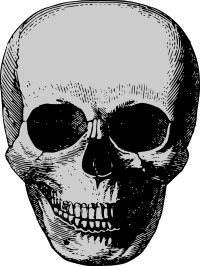 Vintage skull