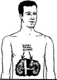 Suprarenal Glands