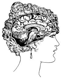 Inside a Woman's Head