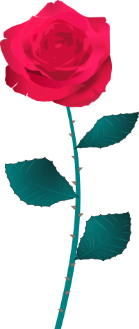 rose