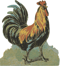 Rooster 1895