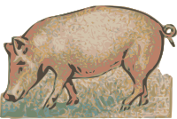 Pig 1895