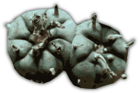 Peyote