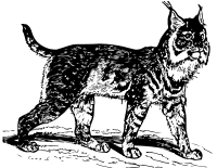 lynx
