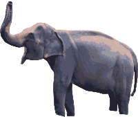 Happy Baby Elephant